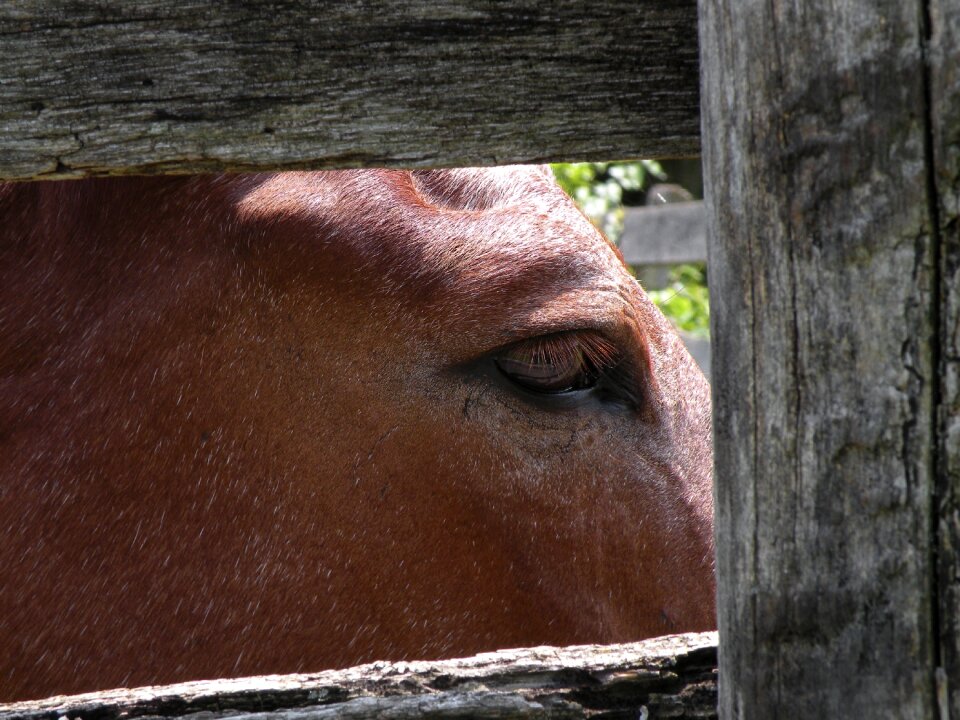 Animal ranch rural