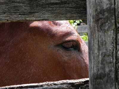 Animal ranch rural photo