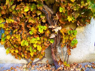 Old grape capital methuselah plant