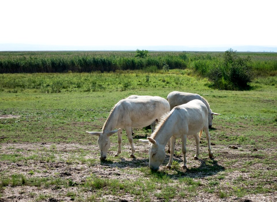 Steppe beast of burden puszta