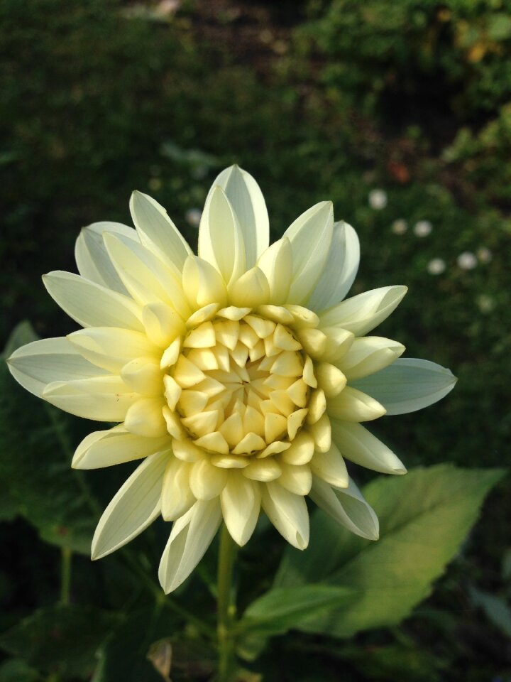 Spring fragrance aroma
