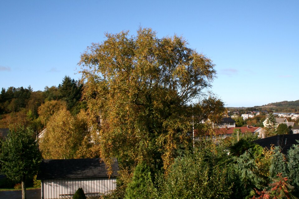 Three leaves autumn