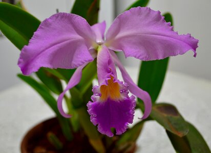 Orchid flower garden