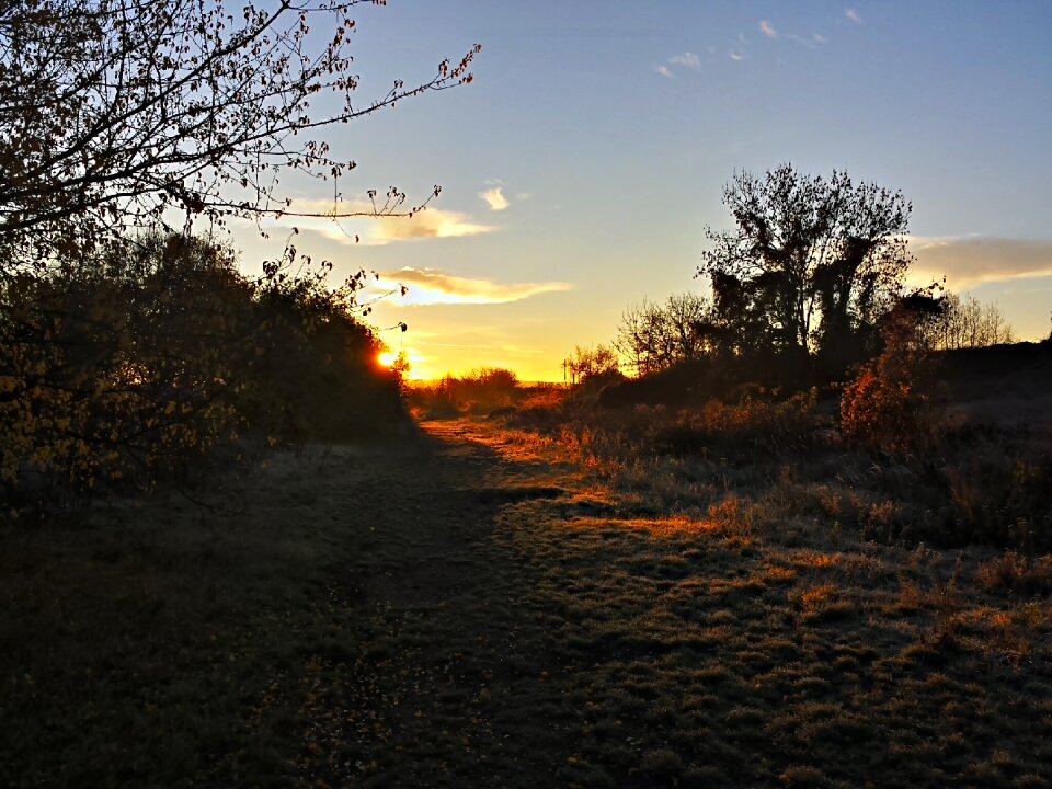Landscape backlighting branches