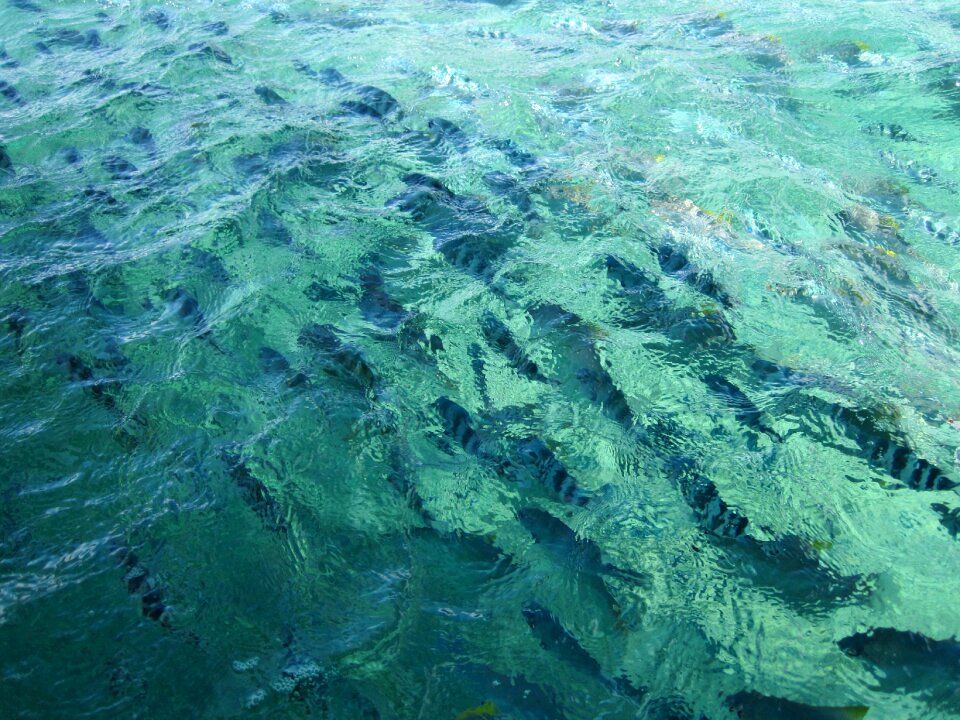 Sea catch fish fish thick