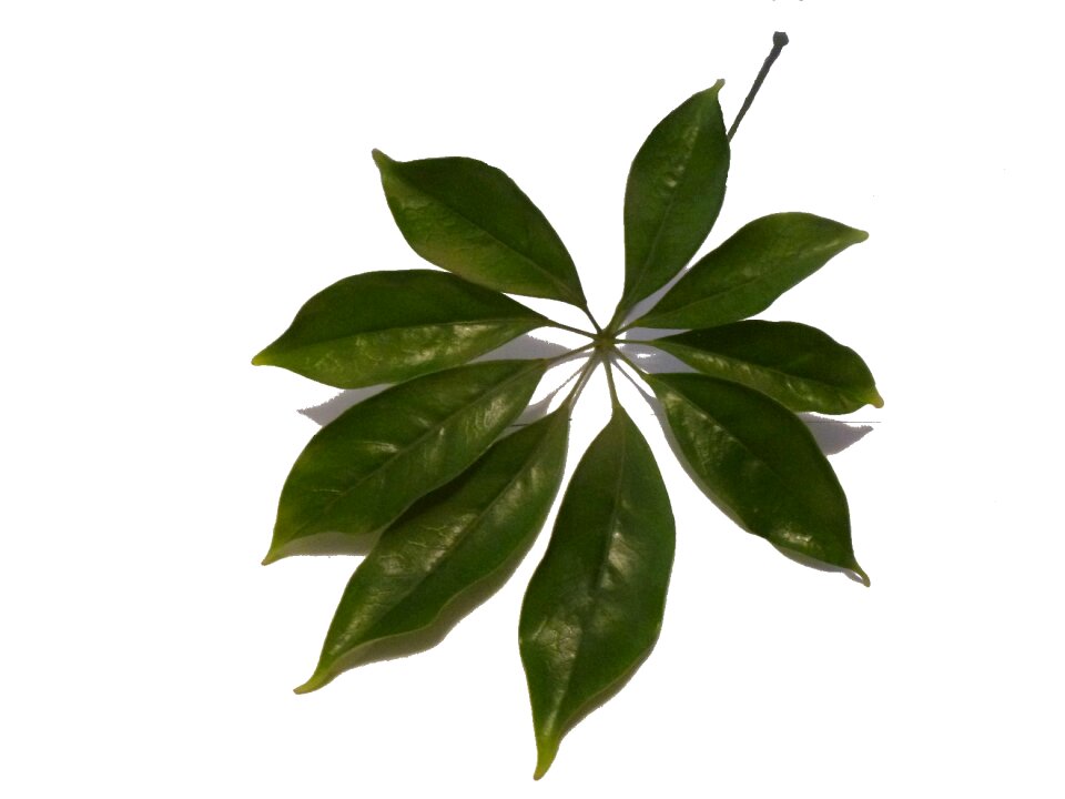 Green one pet