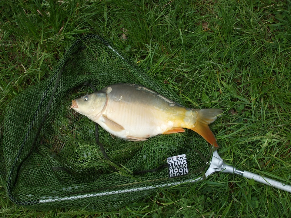 Animal fishing grass