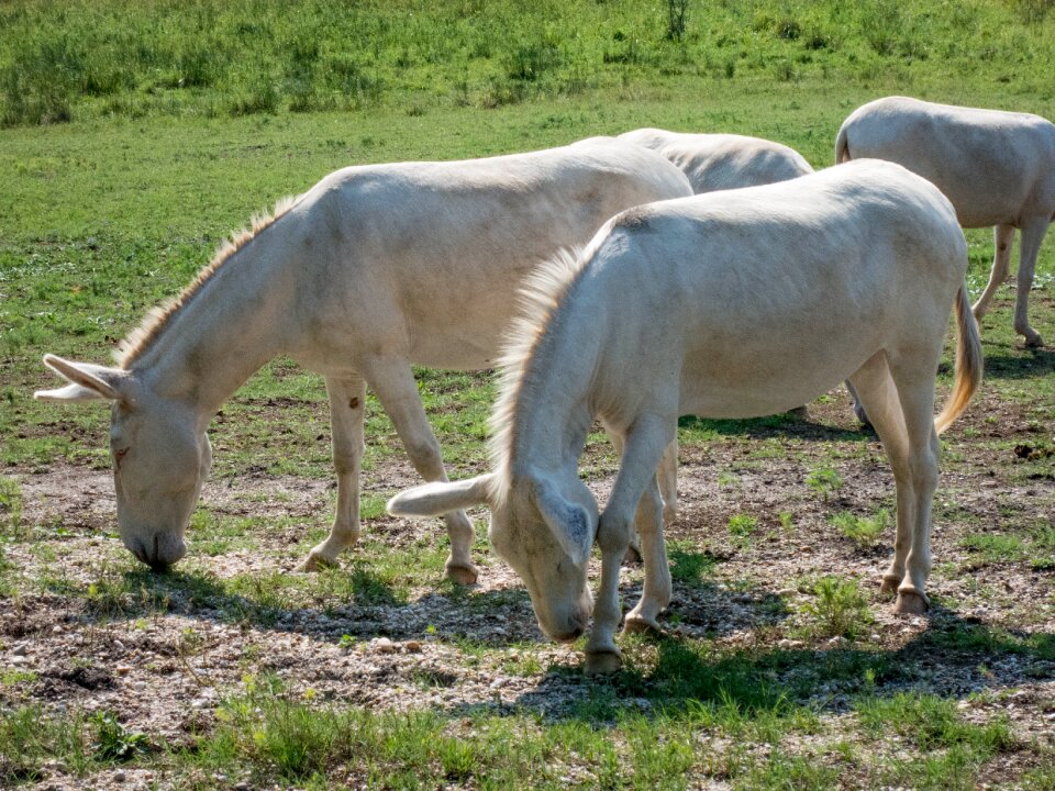 Steppe beast of burden puszta