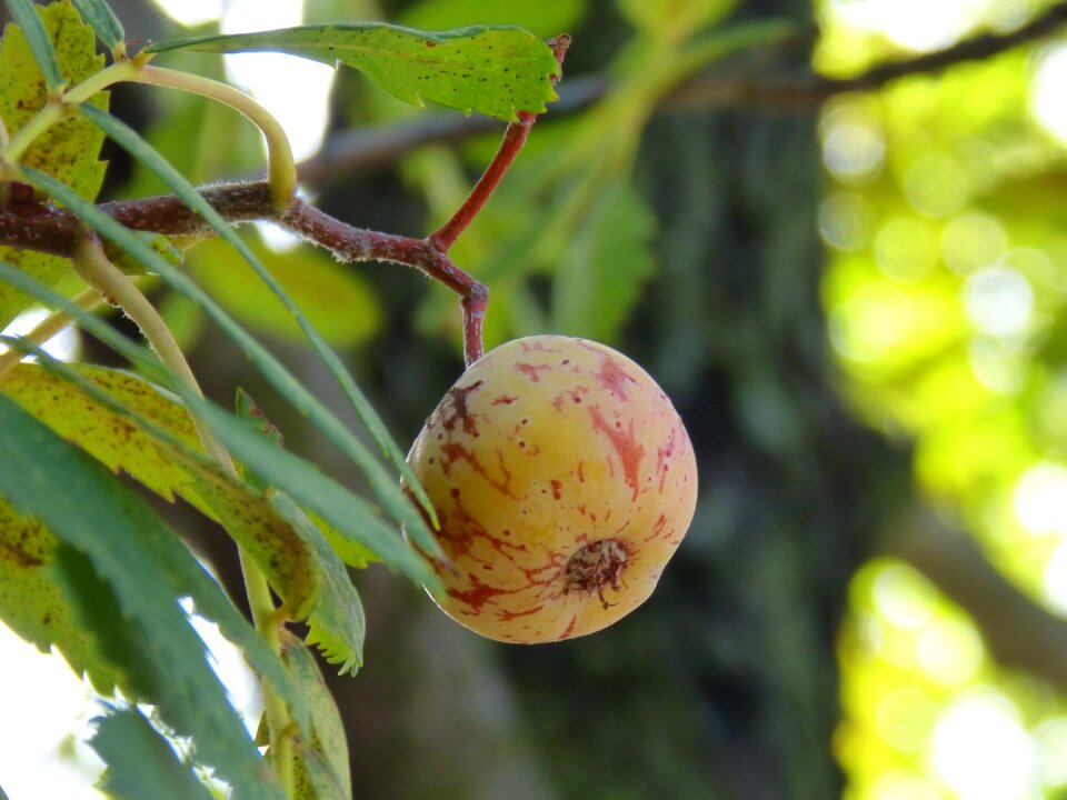 Medlar winter fruit