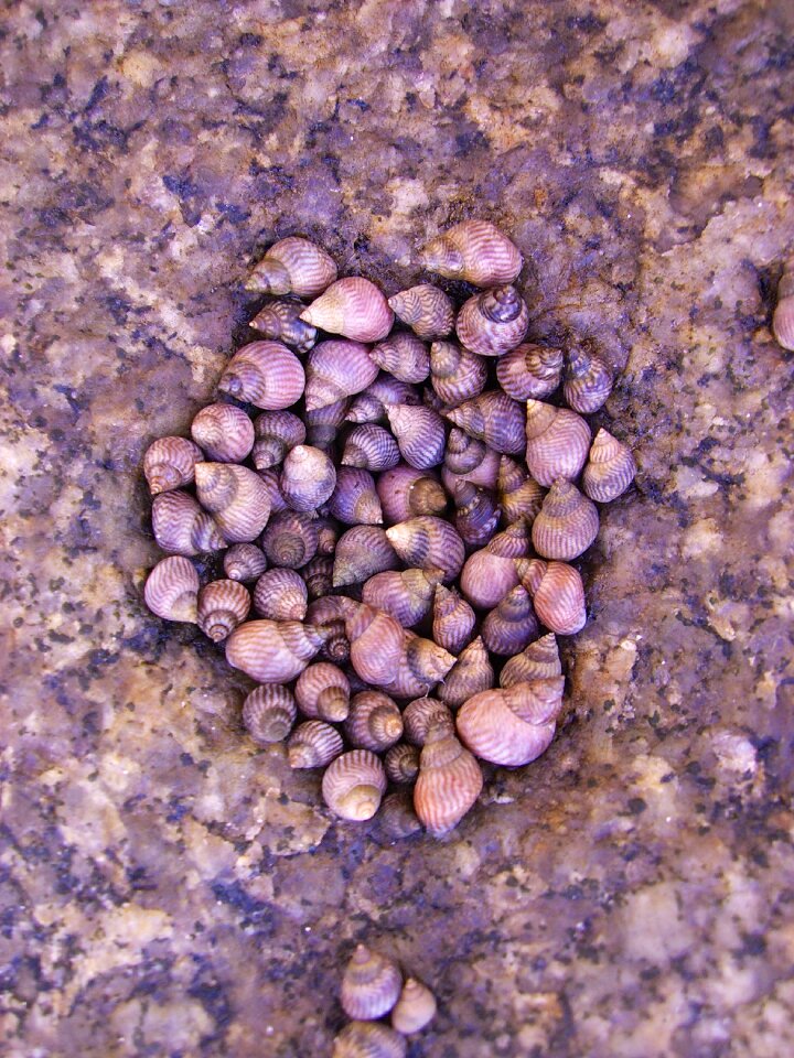 Collection sea snail