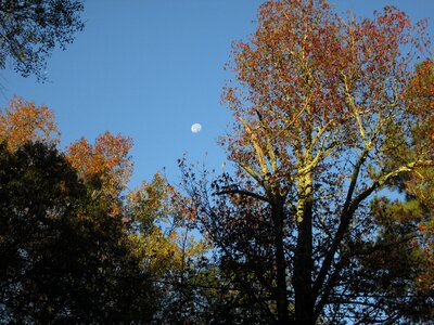 Landscape natural season