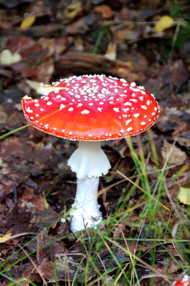 Mushrooms nature forest floor