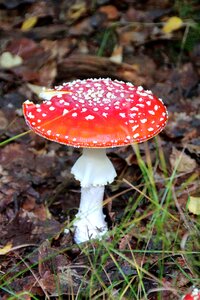 Mushrooms nature forest floor