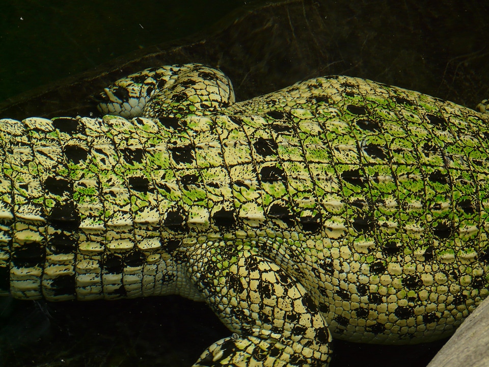 Animal creature skin