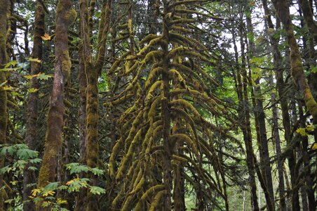 Forest evergreen