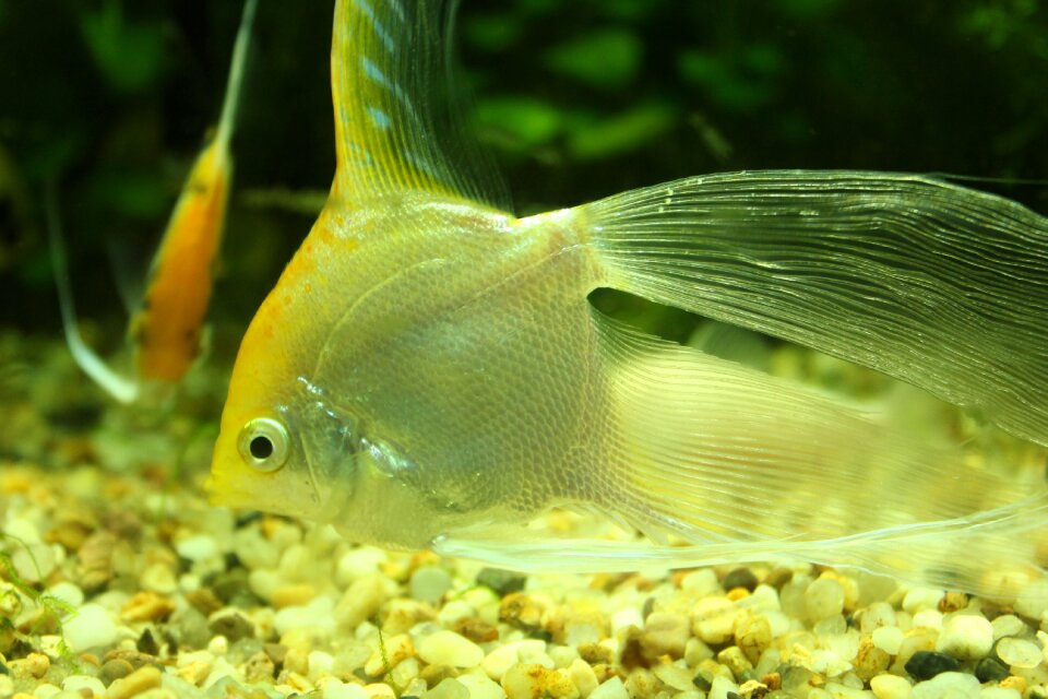 Underwater world goldfish cute little animals