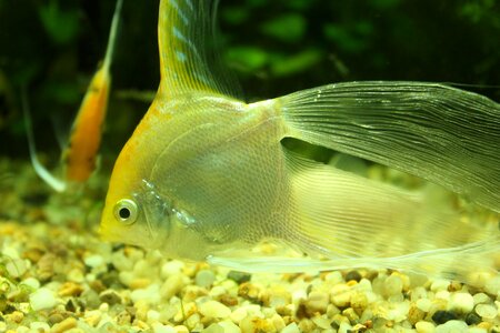 Underwater world goldfish cute little animals