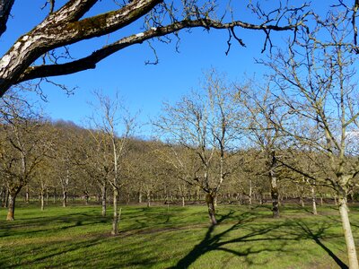 Field walnut winter blue sky