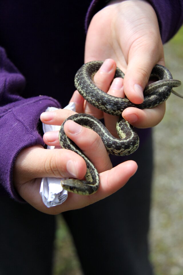 Snake fear tame