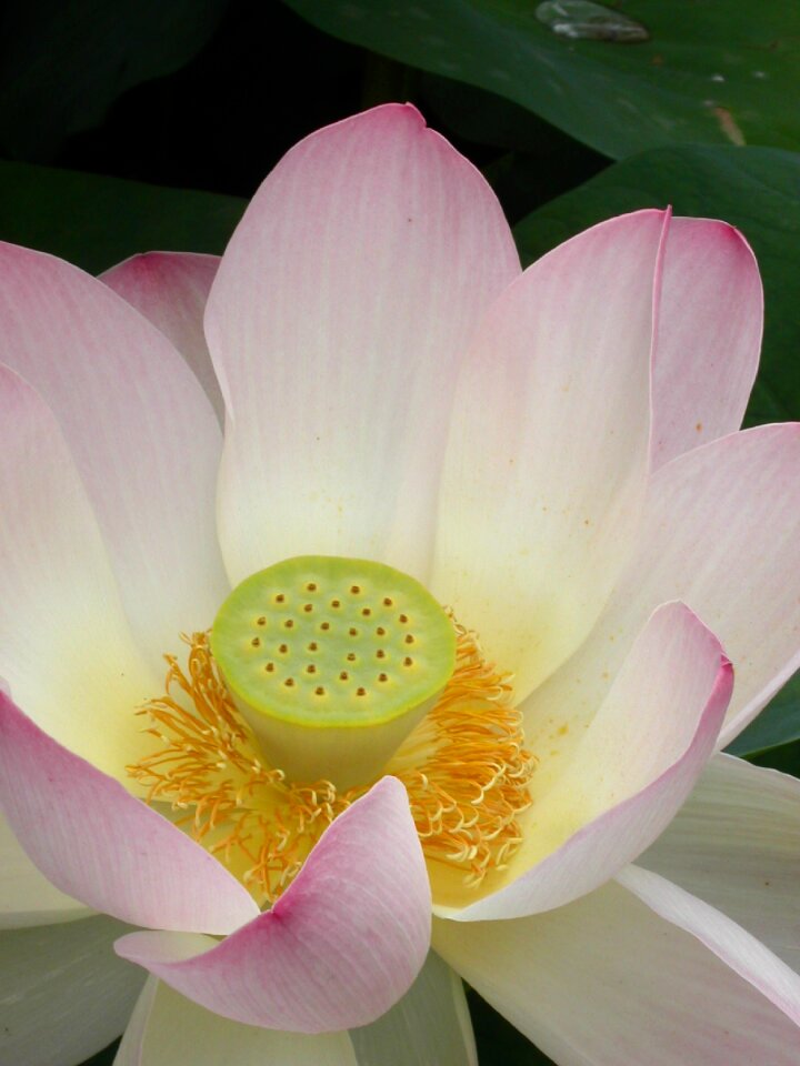 Bloom lotus blossom nature