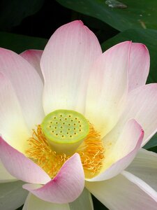 Bloom lotus blossom nature