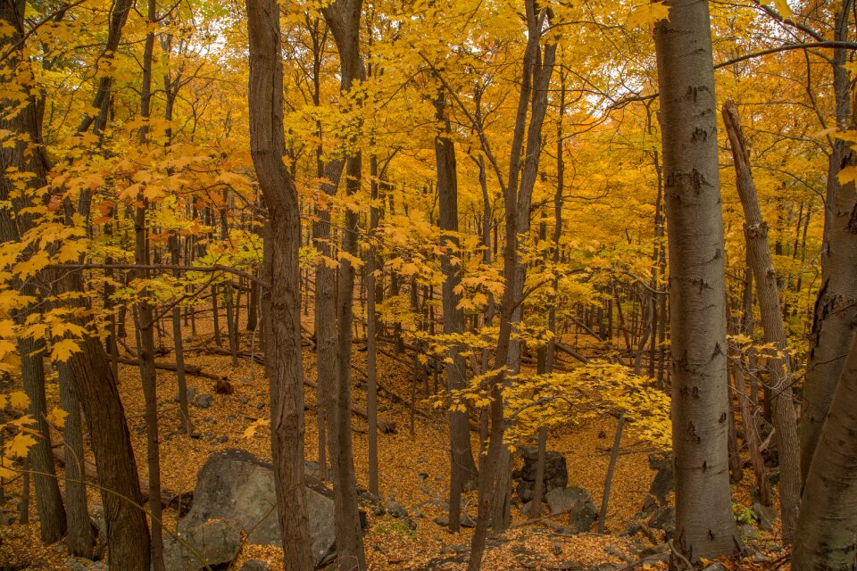 Forest autumn nature