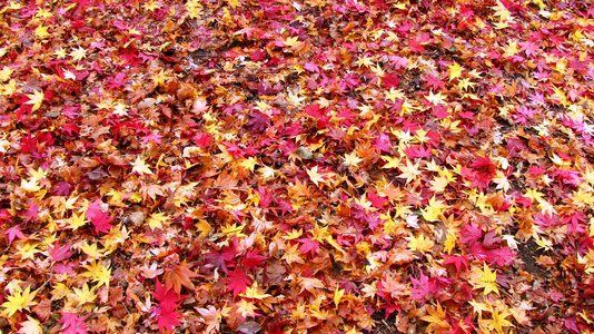 Maple rugs autumn color