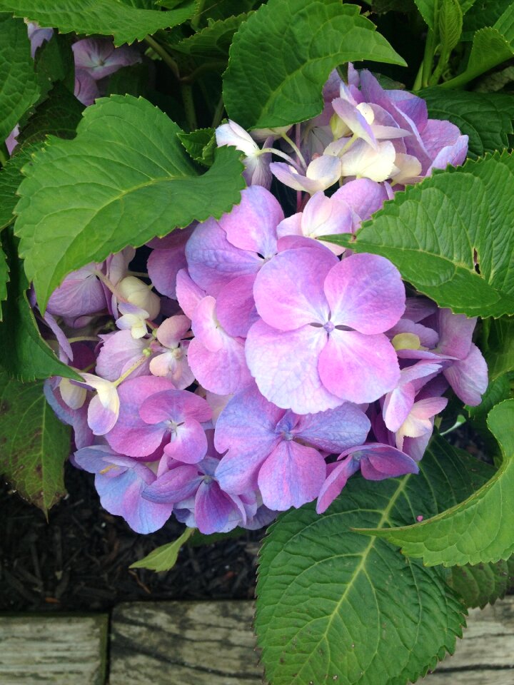 Summer purple flower spring