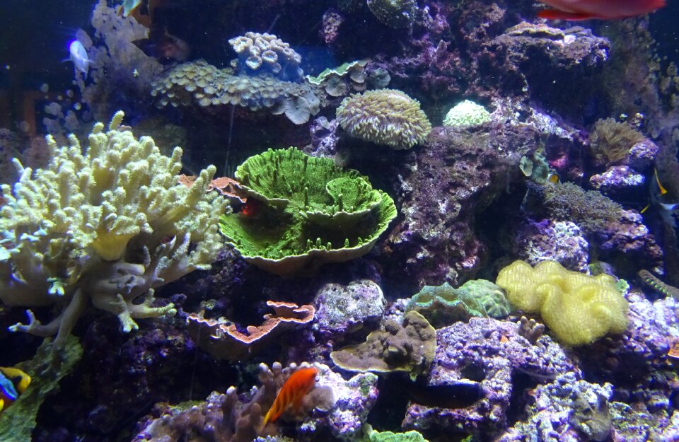 Underwater aquarium exotic