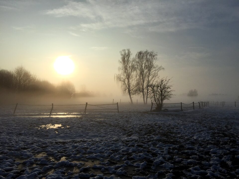 Ice trees frozen