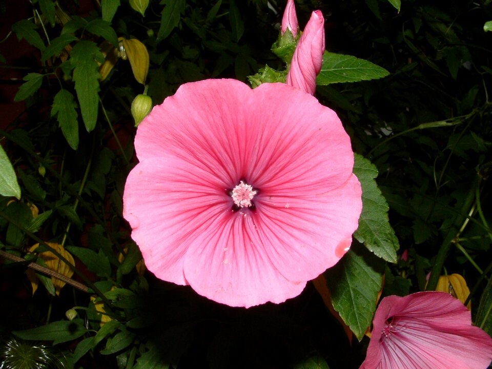 Pink flowers floral nature