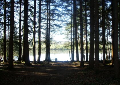 Tourism trees water courses photo