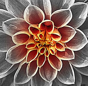 Nature close up filigree