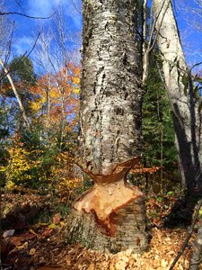 Forest trunk cut photo