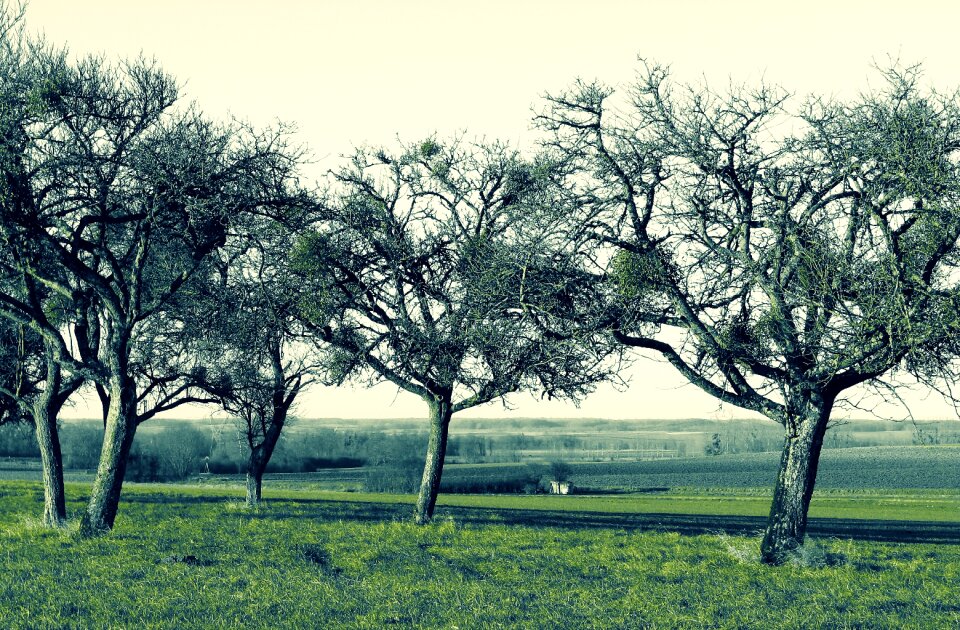 Tree nature spring