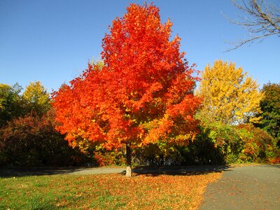 Fall background yellow tree
