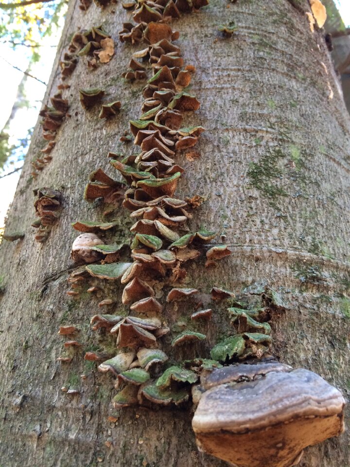 Mushroom wood bark