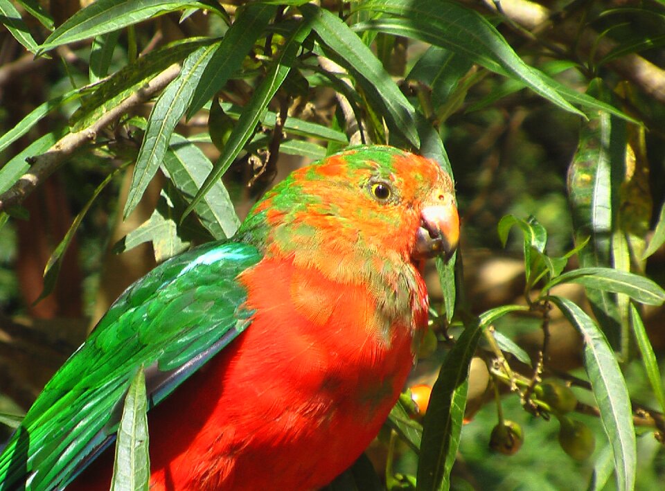 Australia bird parrot