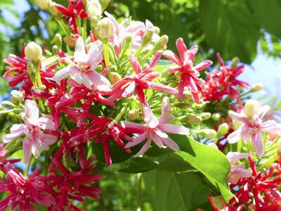 Plant blossom pink
