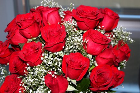 Love romance red roses