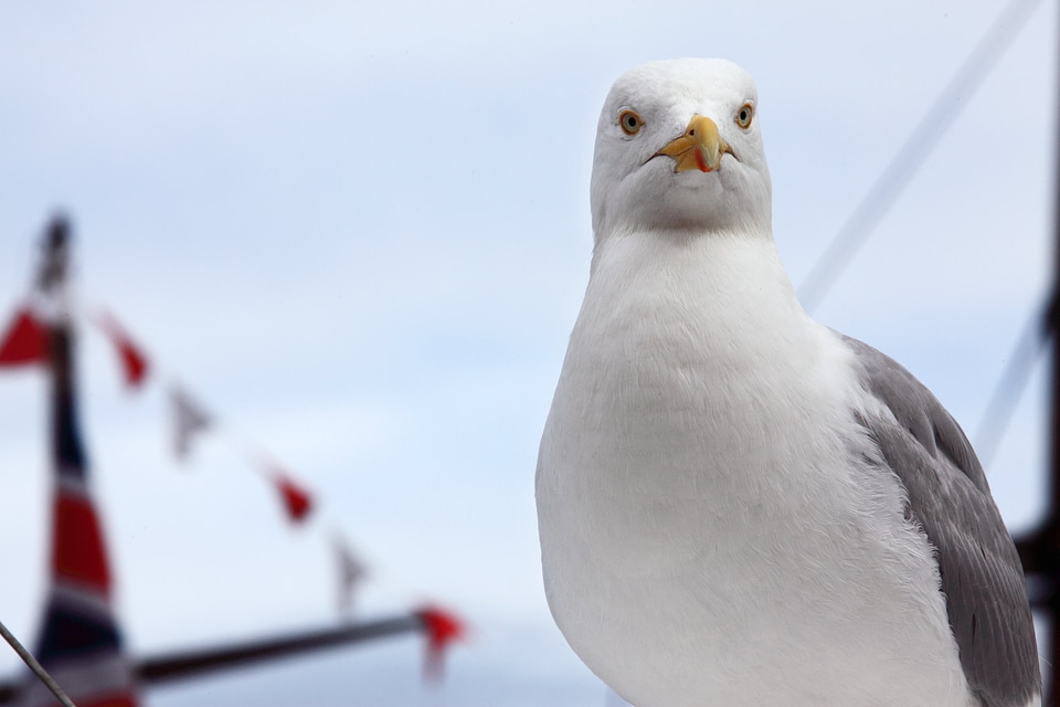 Feather feathers gull photo