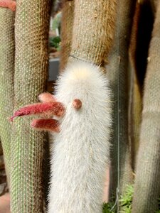 Arizona thin cartoon character