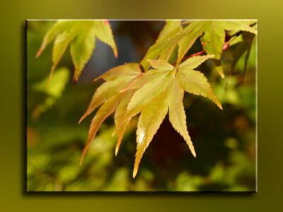 Golden autumn tree golden photo