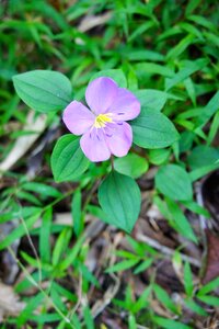Nature summer summer flower
