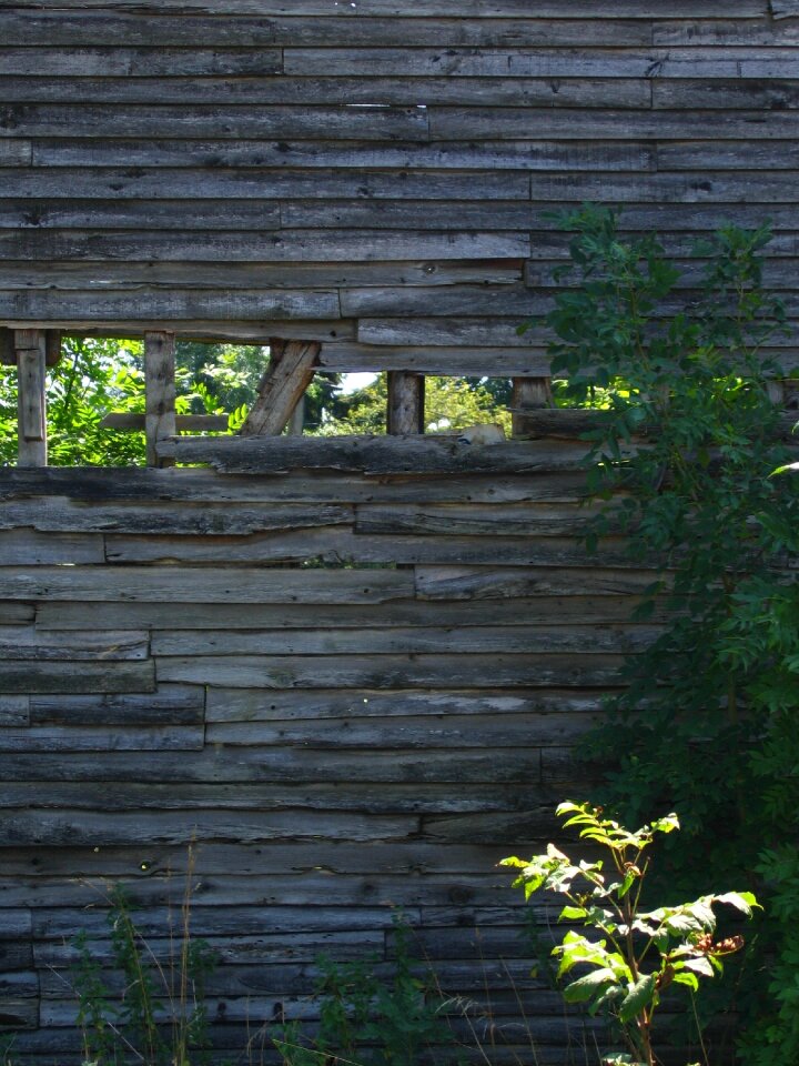 Wall vegetation old house