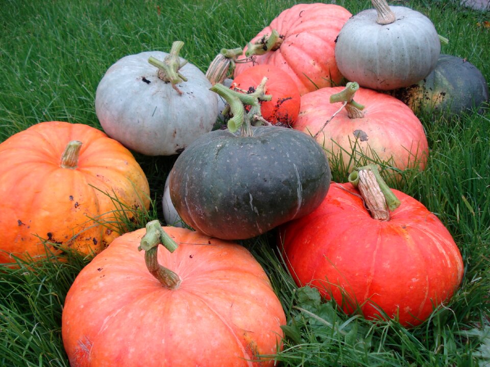 Pumpkin harvest vegetables