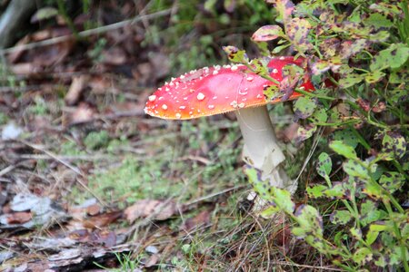 Mushrooms nature forest floor