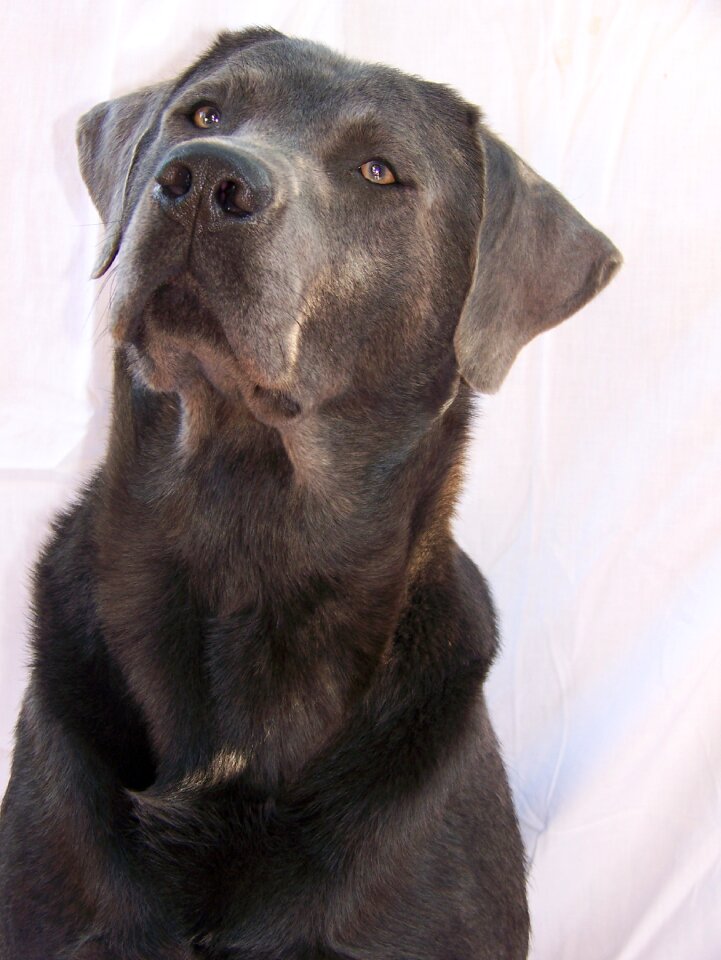 Labrador grey charcoal