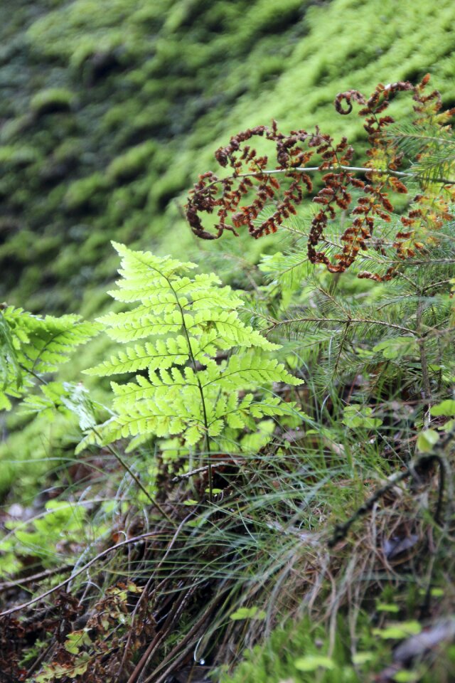 Jungle bush plant