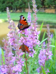 Butterflies peacock butterfly nature